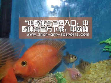 中欧体育官网入口，中欧体育官方下载，中欧体育平台